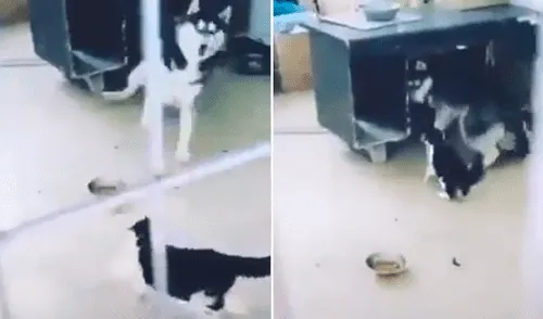 El encuentro entre ambos no fue muy satisfactorio para el perro debido a la exaltada reacción del gato. Foto: captura de Facebook