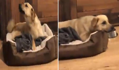 La 'alegría' de este perrito conmovió a miles en las redes sociales. Foto: captura de Twitter
