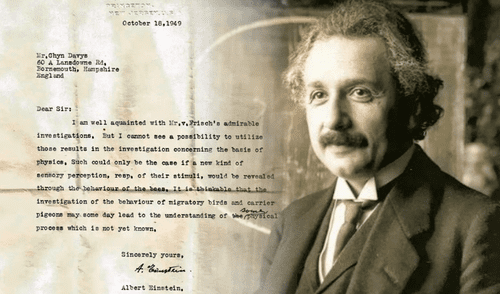 Los pensamientos de Albert Einstein sobre física y su futura relación con el comportamiento animal cobraron sentido siete décadas después. Foto: composición/Wikimedia Commons/Dyer et al., J Comp Physiol A, 2021