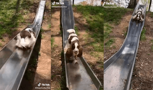El animal cautivó a miles de cibernautas con divertida forma de jugar. Foto: captura de TikTok
