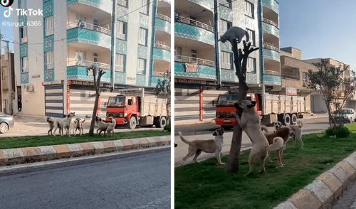 Los perros miraban atentamente al gato esperando que descienda del árbol. Foto: captura de TikTok Los perros miraban atentamente al gato esperando que descienda del árbol. Foto: captura de TikTok