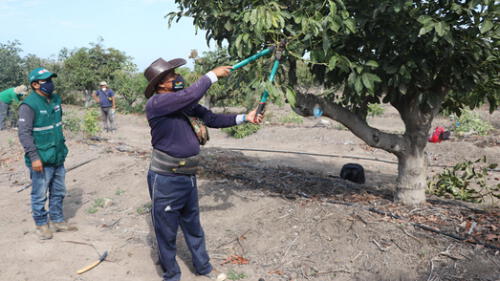 Técnicos del Senasa capacita a productores en erradicación de la mosca de la fruta. Foto: Senasa