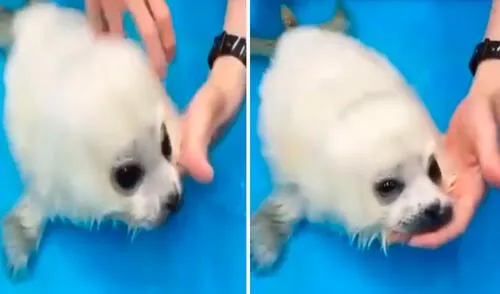 Los voluntarios de un refugio ayudaron a una foca de pocos meses de nacida a recuperarse, debido a que la encontraron sola en la orilla del mar. Foto: captura de YouTube