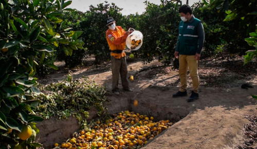Orientación es liderada por el Senasa. Foto: Senasa