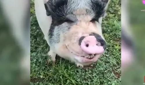 El cerdo vive rodeado de perros y forma parte de la jauría como si fuera uno de ellos. Foto: captura de YouTube