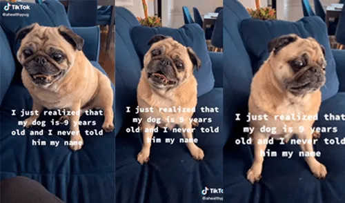 El canino tuvo divertida reacción al escuchar el nombre de su dueño. Foto: captura de TikTok El canino tuvo divertida reacción al escuchar el nombre de su dueño. Foto: captura de TikTok