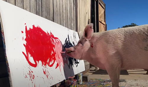 La 'técnica' de este porcino ha cautivado a los usuarios. Foto: captura de YouTube La 'técnica' de este porcino ha cautivado a los usuarios. Foto: captura de YouTube