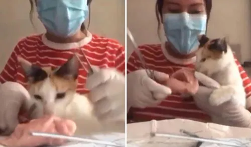 Una joven agarró un trozo de pollo para hacer sus trabajos relacionados a su carrera de medicina; sin embargo, no imaginó que su gato iba arruinarlo. Foto: captura de TikTok