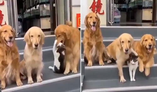 La conducta del can se volvió viral en redes sociales. Foto: captura de Facebook