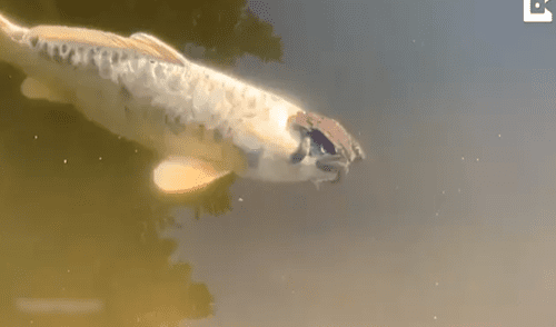 La astuta rana se subió a la cabeza del pez y llamó la atención de los visitantes en el jardín botánico de Gotemburgo. Foto: captura de YouTube / Caters Clips