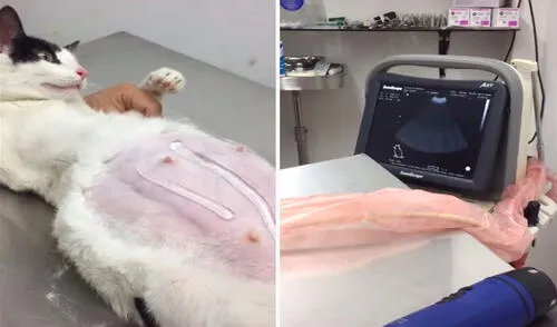 Una joven llevó a su gatita a su cita con el veterinario para revisar su estado de gestación y así poder conocer a los futuros bebés que tiene en el vientre. Foto: captura de YouTube