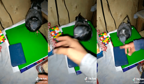El ave sorprendió a los propietarios de la vivienda al adueñarse del juguete. Foto: captura de TikTok El ave sorprendió a los propietarios de la vivienda al adueñarse del juguete. Foto: captura de TikTok