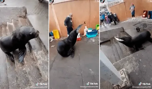 El animal subió por las escaleras del muelle para llevarse su premio sorprendiendo a uno de los pescadores. Foto: captura de TikTok El animal subió por las escaleras del muelle para llevarse su premio sorprendiendo a uno de los pescadores. Foto: captura de TikTok