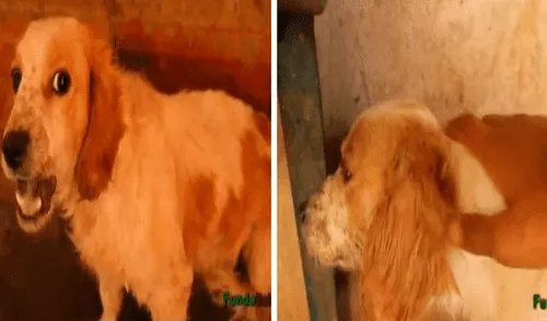 La mascota lloraba desconsoladamente cuando alguien se le acercaba. Foto: captura de TikTok La mascota lloraba desconsoladamente cuando alguien se le acercaba. Foto: captura de TikTok