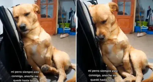 La tierna actitud del can enterneció a usuarios de redes sociales. Foto: captura de TikTok La tierna actitud del can enterneció a usuarios de redes sociales. Foto: captura de TikTok