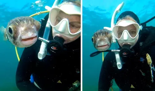 Una joven se sumergió a lo más profundo de un mar, sin imaginar que un curioso animal se iba a colocar a su costado de forma amigable. Foto: captura de YouTube Una joven se sumergió a lo más profundo de un mar, sin imaginar que un curioso animal se iba a colocar a su costado de forma amigable. Foto: captura de YouTube