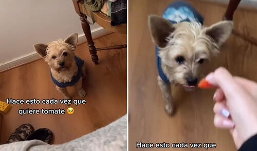 El comportamiento del perrito conmovió a miles de usuarios. Foto: captura de TikTok