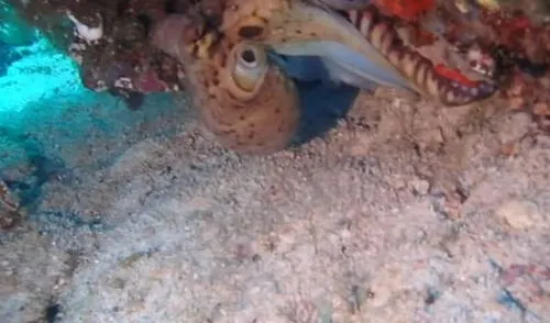 Las sorprendentes imágenes captadas por una usuaria de YouTube fueron compartidas en redes sociales. Foto: captura de YouTube Las sorprendentes imágenes captadas por una usuaria de YouTube fueron compartidas en redes sociales. Foto: captura de YouTube