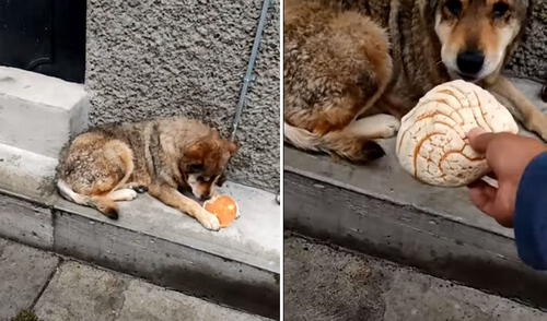 La acción de este noble joven logró conmover a miles de usuarios. Foto: captura de TikTok