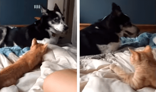 Perro y gato se divertían jugando en la cama de su dueña sin enojarse lo cual demostró la gran amistad que llevan. Foto: captura de YouTube