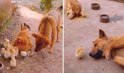 Las tiernas imágenes lograron conmover a miles de usuarios. Foto: captura de Facebook