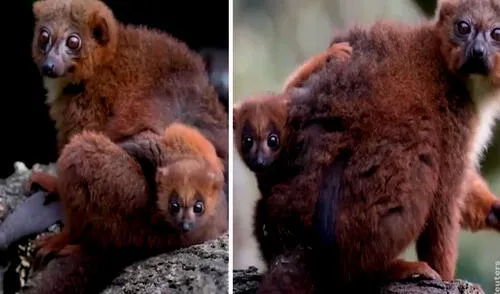 Los visitantes de un zoológico fueron testigos de una conmovedora escena luego que vieron a un lémur bebé ‘abrazado’ de su madre. Foto: captura de YouTube