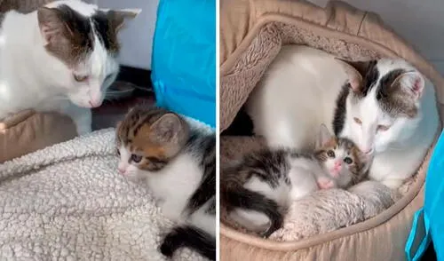 Una joven acogió a un pequeño felino que quedó huérfano y se lo presentó a su querida mascota para que lo pueda cuidar como su propia cría. Foto: captura de Facebook