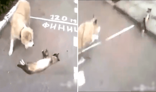 El perro no dudó en correr rápidamente tras engañar al perro con su convincente actuación. Foto: captura de TikTok