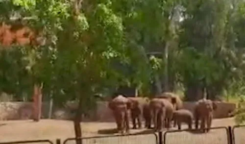 Ni bien escucharon las sirenas de alarma antimisiles y explosiones, los paquidermos se apresuraron a formar un círculo alrededor de Pele, de 14 meses. Foto: captura / Clarín