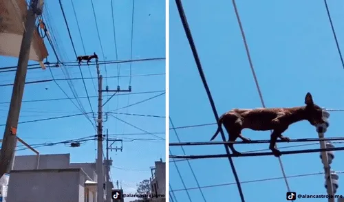 El perro caminaba muy seguro por los cables de alta tensión dejando asombrados a los vecinos del lugar. Foto: captura de TikTok