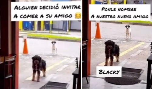 La ternura de estas imágenes conmovió en las redes sociales. Foto: captura de YouTube La ternura de estas imágenes conmovió en las redes sociales. Foto: captura de YouTube