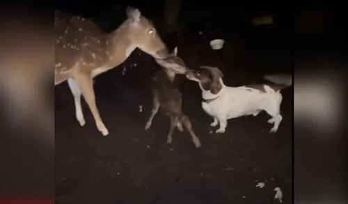 Miles de usuarios quedaron conmovidos con esta tierna escena. Foto: captura de YouTube Miles de usuarios quedaron conmovidos con esta tierna escena. Foto: captura de YouTube