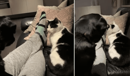 Miles de usuarios se divirtieron al escuchar el sonido del can. Foto: captura de Facebook