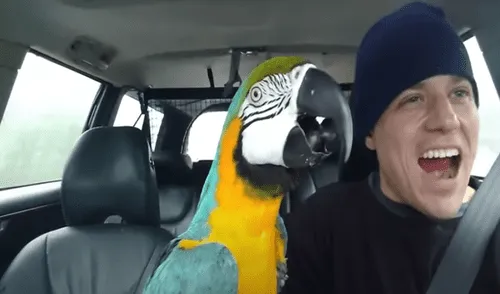 El video ha sido compartido en RM Videos. Foto: captura de YouTube El video ha sido compartido en RM Videos. Foto: captura de YouTube