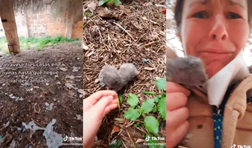 La mujer encontró al pequeño animal en un terreno abandonado. El minino fue abandonado por su madre. Foto: captura de TikTok