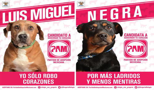El refugio San Gregorio aprovechó las épocas de elecciones en México, con la intención de crear un partido para incentivar la adopción. Foto: Refugio San Gregorio/ Facebook