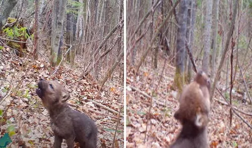 Las imágenes causaron ternura entre los usuarios de redes sociales. Foto: captura de YouTube