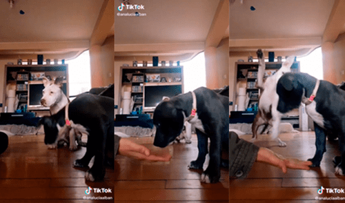 El canino quiso llamar la atención de la mujer que adiestraba a su otra mascota. Foto: captura de TikTok El canino quiso llamar la atención de la mujer que adiestraba a su otra mascota. Foto: captura de TikTok