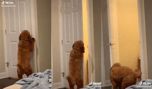 El canino sorprendió a su dueña con insólita actuación para lograr salir del cuarto por sus propios medios. Foto: captura de TikTok