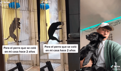El joven grabó cómo un perro desconocido logró entrar a su casa y logró quedarse tras ser adoptado por la familia. Foto: captura de TikTok El joven grabó cómo un perro desconocido logró entrar a su casa y logró quedarse tras ser adoptado por la familia. Foto: captura de TikTok