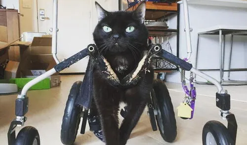 La felina tiene que hacer hidroterapia un par de veces a la semana. Foto: captura de Instagram