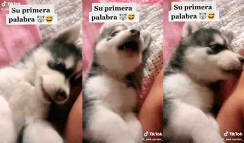 La mujer logró grabar el momento preciso en el que su perro le ‘responde’ tras ser regañado. Foto: captura de TikTok