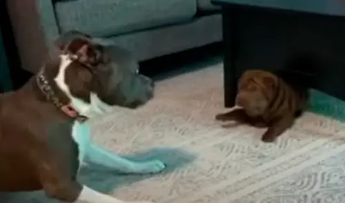 El video viral ha sido compartido en el canal Rumble Viral. Foto: captura de Facebook