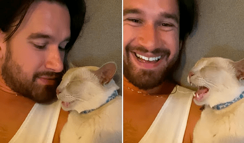 Dormir es de vital importancia para un gato, pero maullar mientras duerme ha sorprendido a usuarios en redes. Foto: captura de TikTok Dormir es de vital importancia para un gato, pero maullar mientras duerme ha sorprendido a usuarios en redes. Foto: captura de TikTok