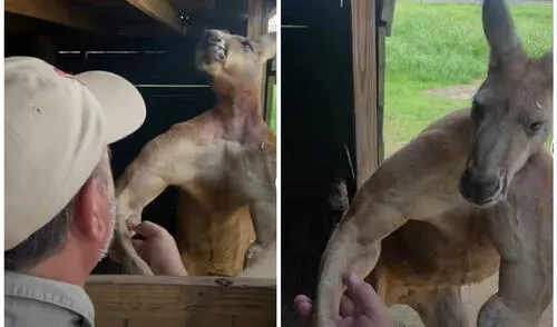 Lo que llama la atención es la poderosa musculatura que se le marca. Foto: captura de TikTok