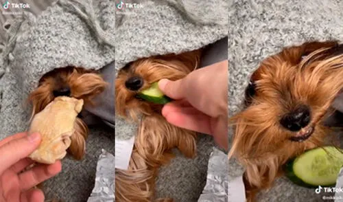 El canino conmovió a sus más de 6 millones de seguidores con su reacción de molestia. Foto: captura de TikTok