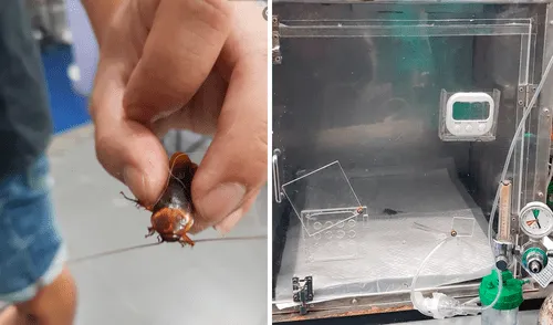 El veterinario compartió la historia de un hombre que encontró una cucaracha herida. Foto: captura de Facebook/Thanoon Limpaphatthanavanich El veterinario compartió la historia de un hombre que encontró una cucaracha herida. Foto: captura de Facebook/Thanoon Limpaphatthanavanich