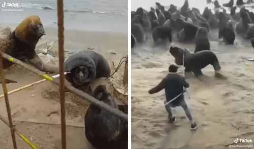 El noble gesto recibió miles de aplausos y pidieron cuidar las playas de la contaminación por plásticos. Foto: captura de TikTok