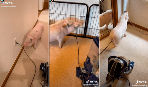El cerdito disfrutaba desconectar el cable, pero algunos usuarios pidieron a su dueña evitar que toque todo lo relacionado a la electricidad. Foto: captura de TikTok