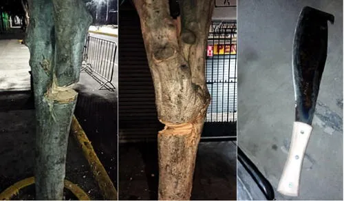 Árboles talados en la avenida España y el machete usado para los cortes. Foto: MPT Árboles talados en la avenida España y el machete usado para los cortes. Foto: MPT